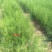 【现挖现发】山西侧柏小苗，20公分-30公分侧柏苗，基地直发