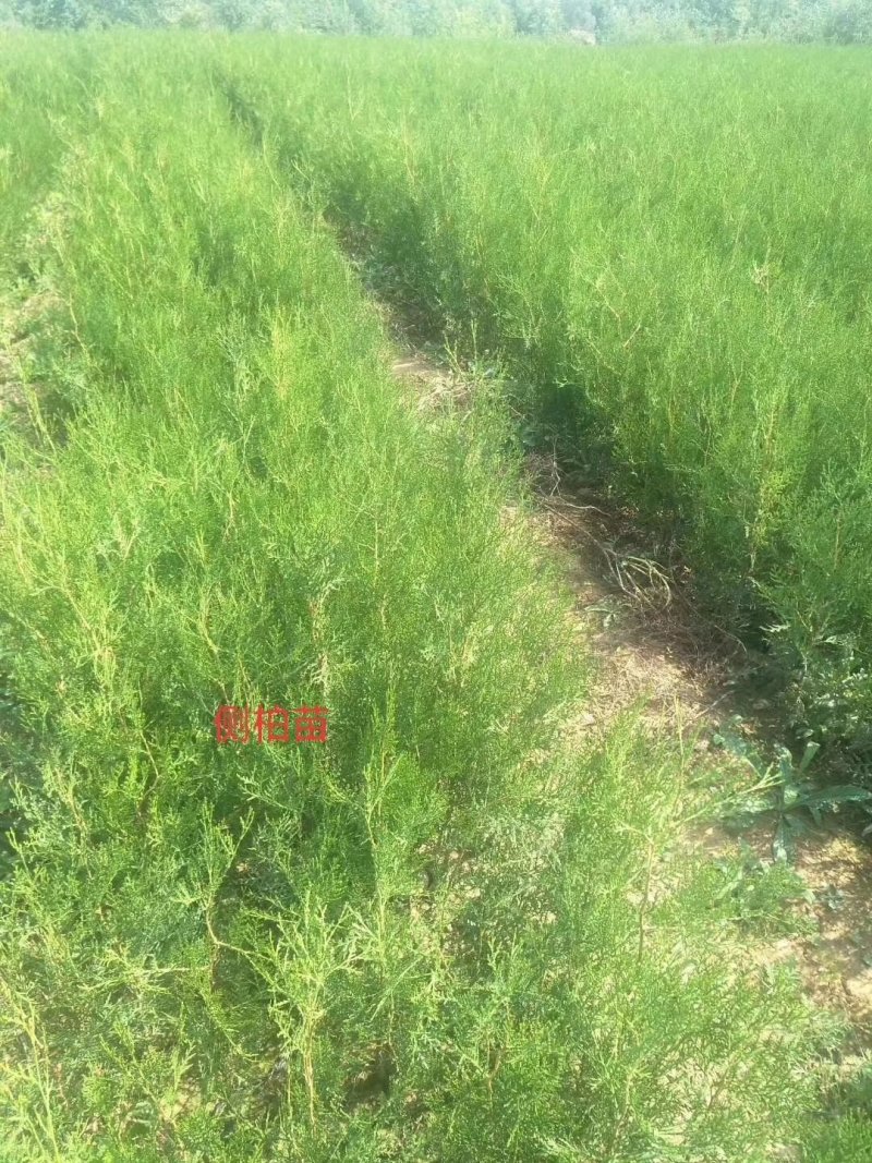 【现挖现发】山西侧柏小苗，20公分-30公分侧柏苗，基地直发