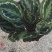 铁兰花，花期长，规格齐全，好管理颜色可选
