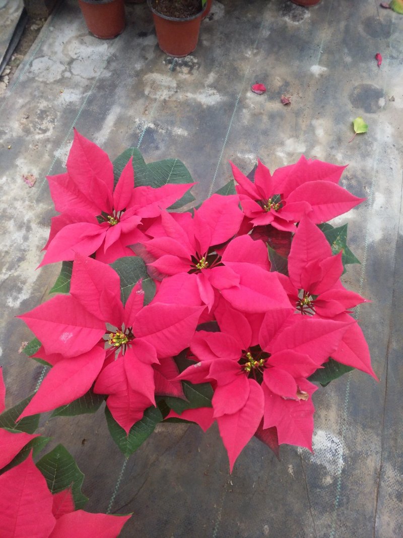 铁兰花，花期长，规格齐全，好管理颜色可选