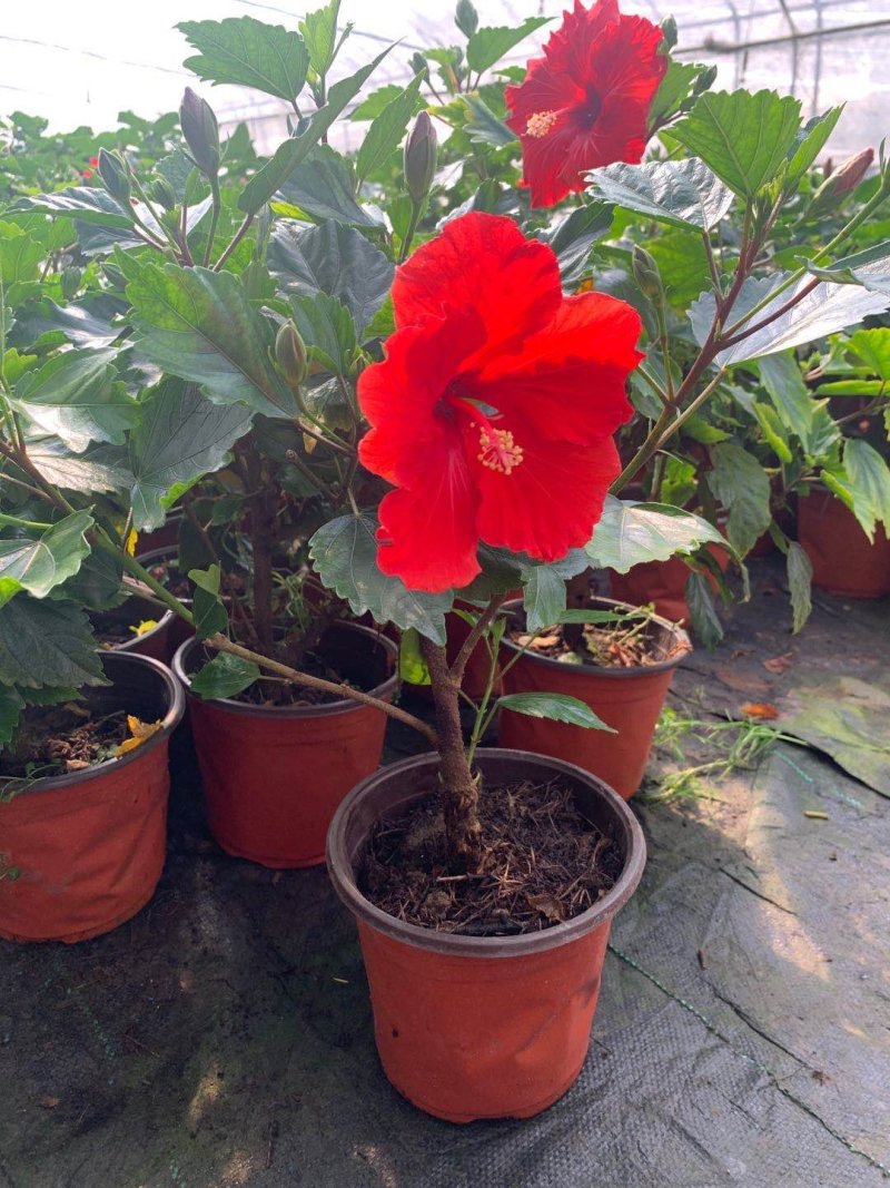 长春花（天天开）花期长好管理颜色多规格全质量保证
