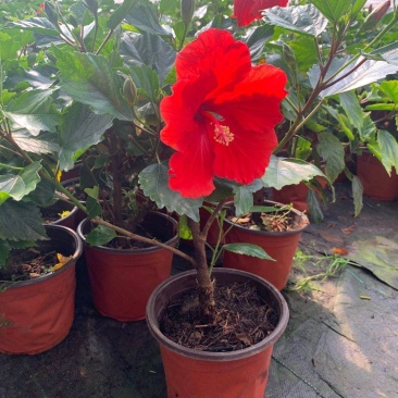 日本木槿（扶桑花）花期长好管理价格合理发货及时