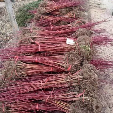 辽宁开原红瑞木小苗偃幅莱工程苗杯苗繁育基地