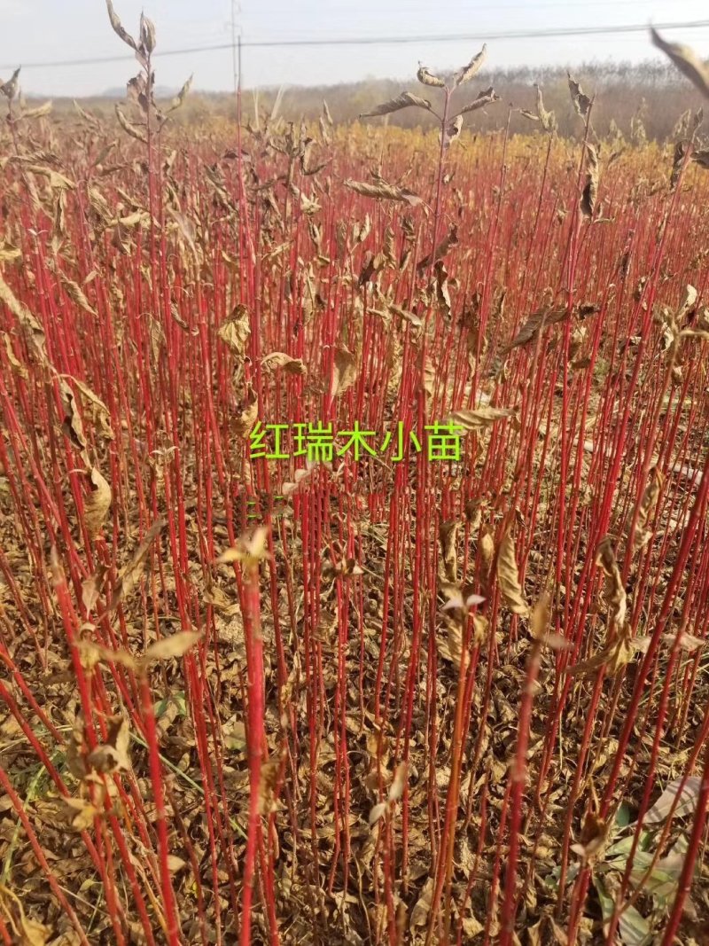 辽宁开原红瑞木小苗偃幅莱工程苗杯苗繁育基地