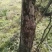 冬青树