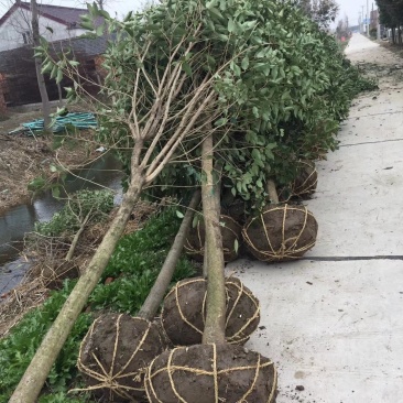 大叶女贞生产基地东台新街