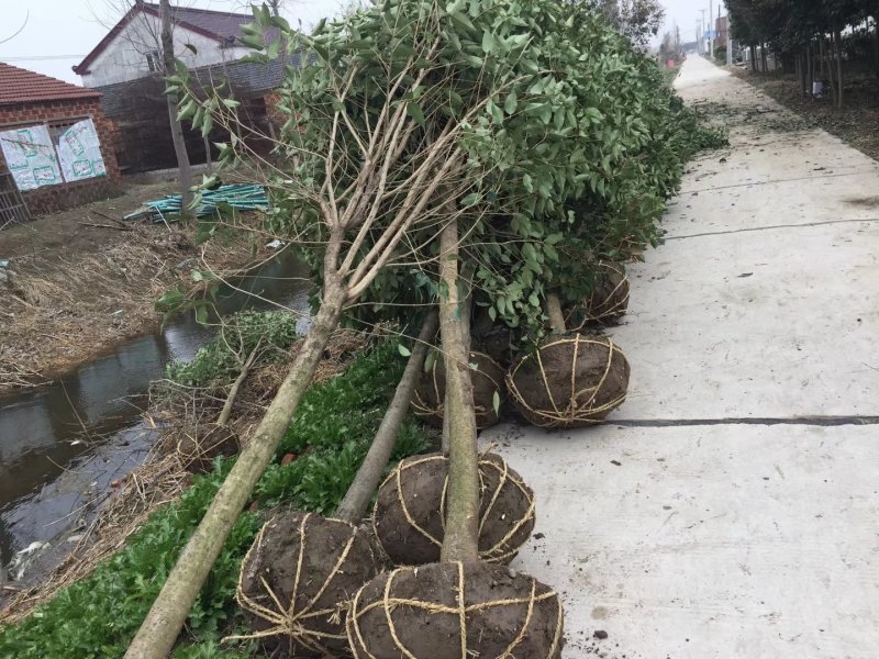 大叶女贞生产基地东台新街