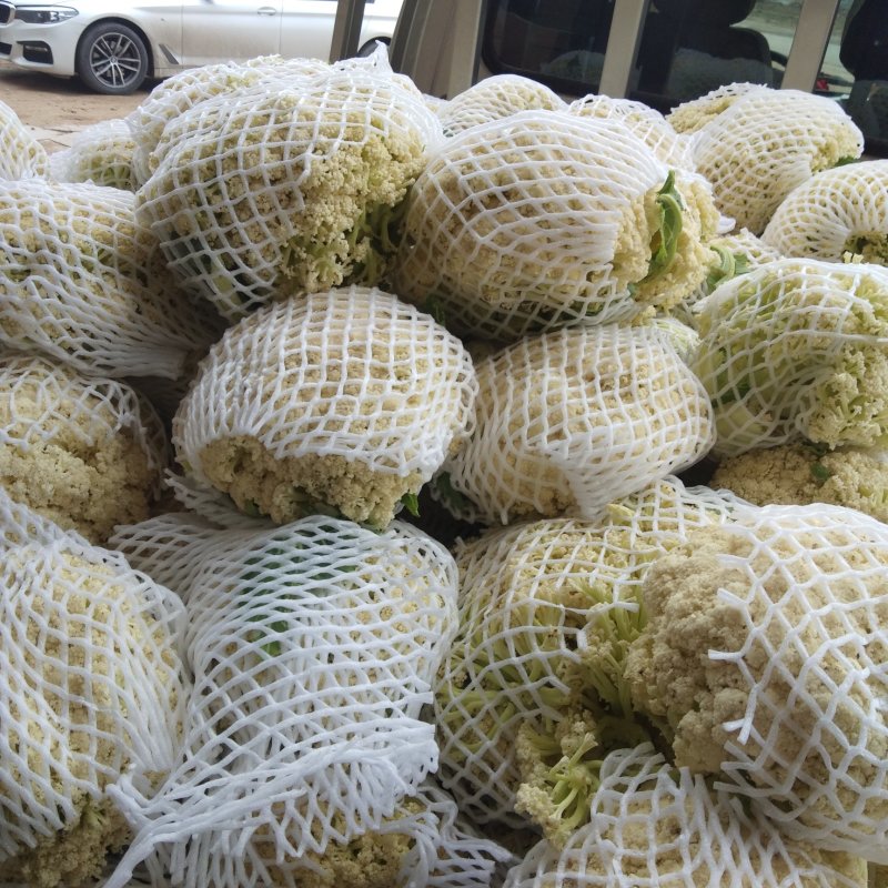 冷库储存温州有机花出售质量好！价格低！