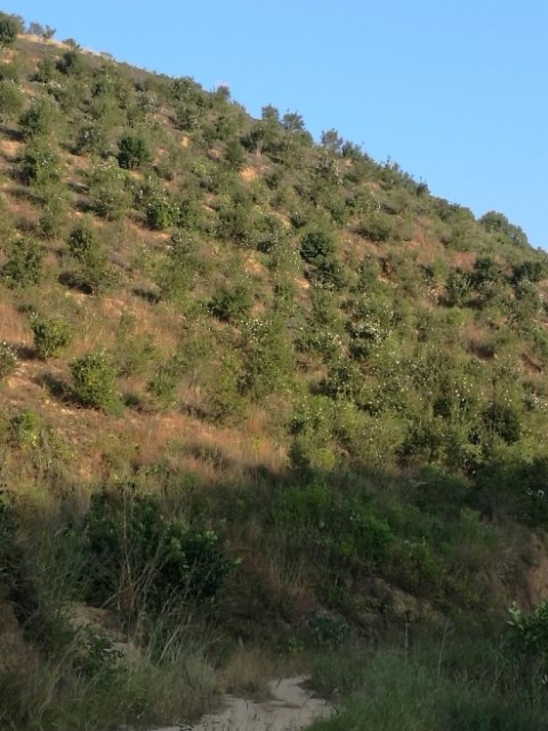自产自销正宗纯正山茶油