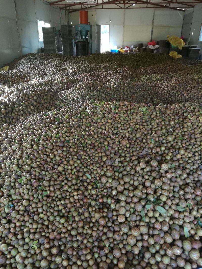 自产自销正宗纯正山茶油