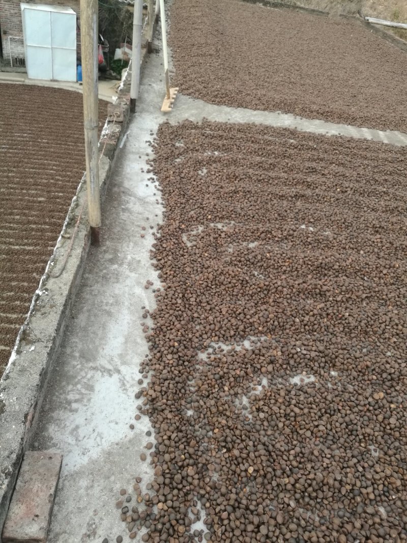 自产自销正宗纯正山茶油
