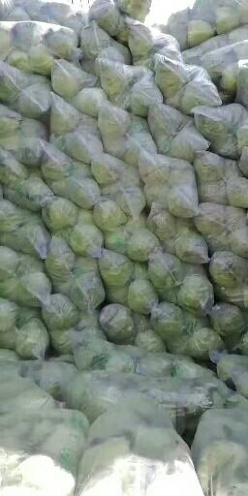 甘蓝精品，量大，代发全国，有要的抓紧联系