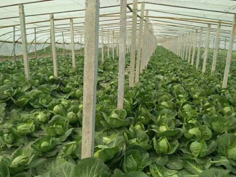 甘蓝精品，量大，代发全国，有要的抓紧联系