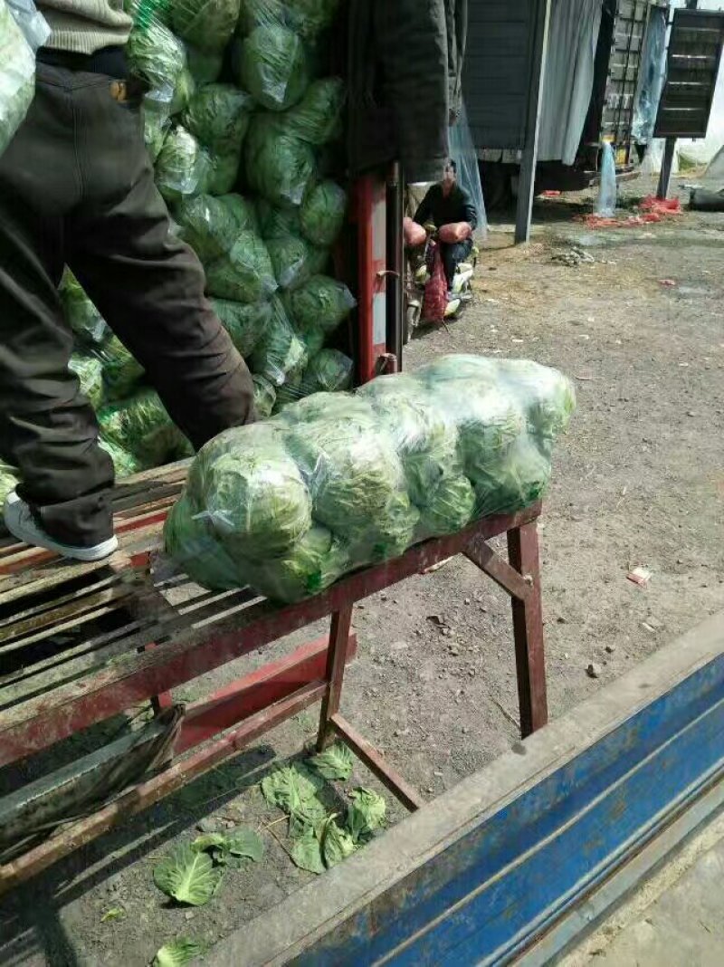 甘蓝精品，量大，代发全国，有要的抓紧联系