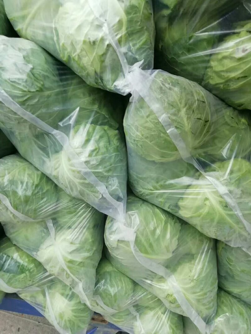 甘蓝精品，量大，代发全国，有要的抓紧联系