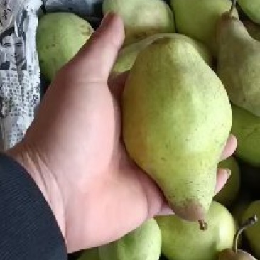 贵妃梨，价钱便宜。，大量有货，口感脆甜，食品厂的原料。