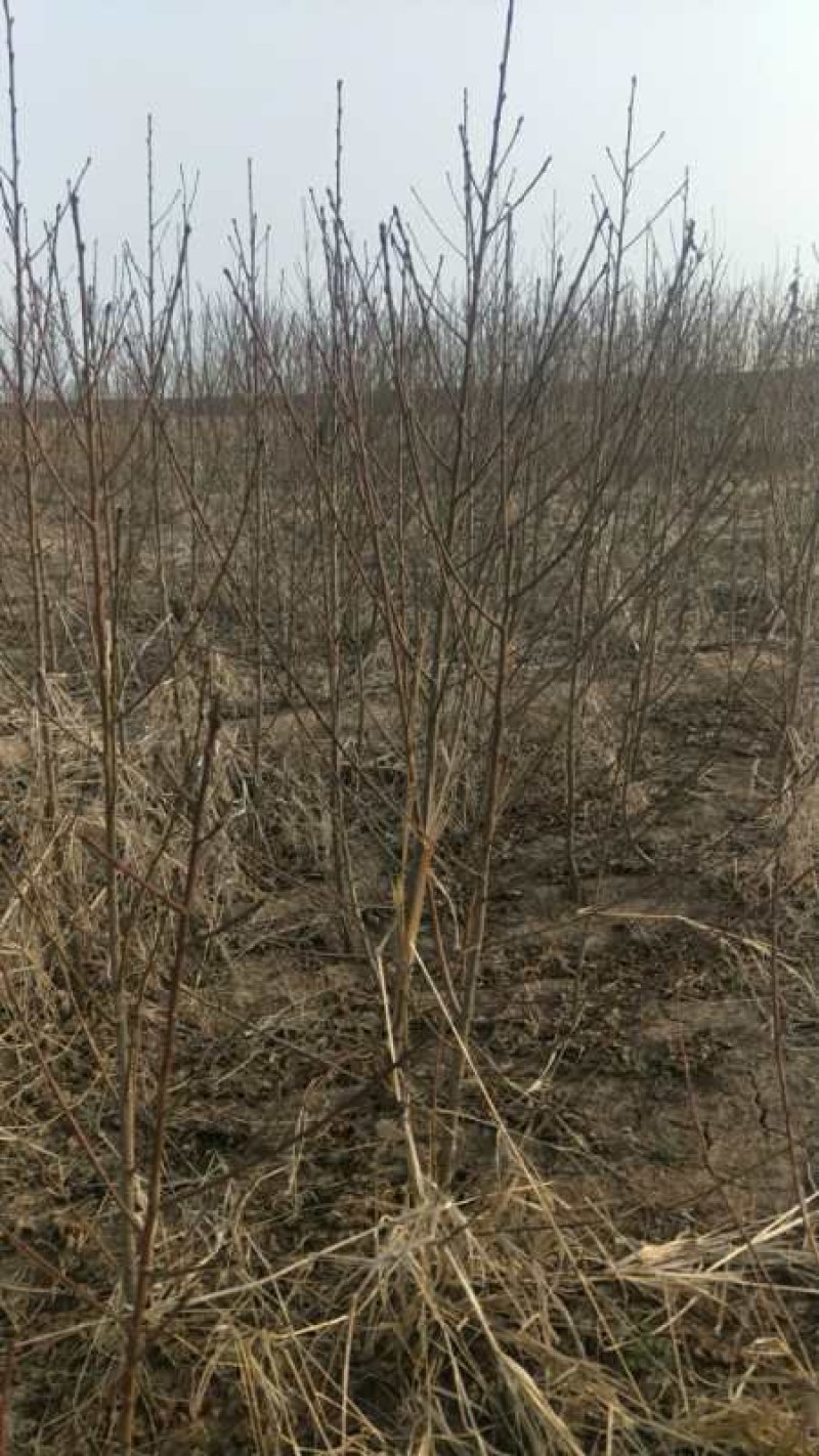占地梨树馆陶县众康果品站大量供