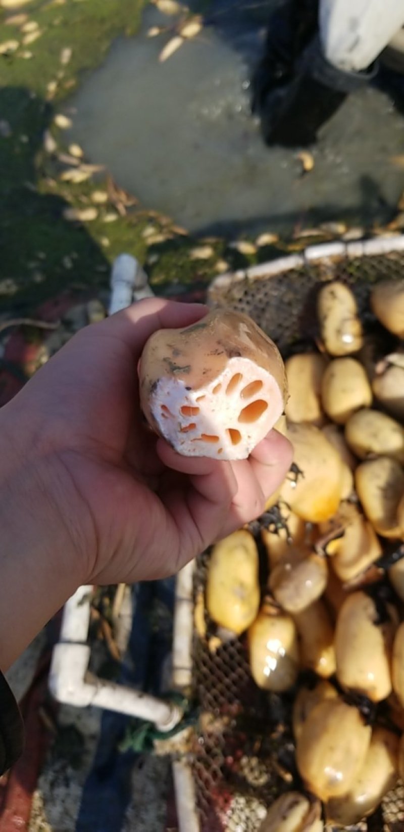第二年优质莲藕，孔白，色白，藕圆，345的条子，肉质厚