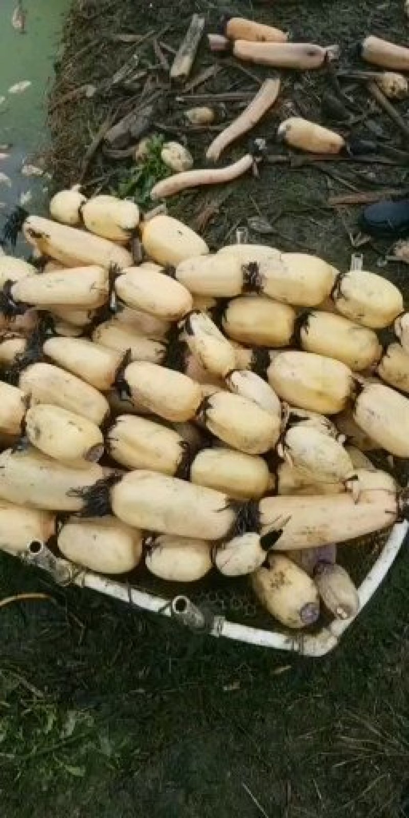 第二年优质莲藕，孔白，色白，藕圆，345的条子，肉质厚