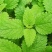 薄荷种子易活清凉驱蚊四季家种留兰香柠檬猫向日葵花种子太阳
