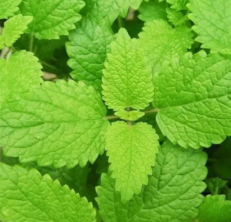 薄荷种子易活清凉驱蚊四季家种留兰香柠檬猫向日葵花种子太阳