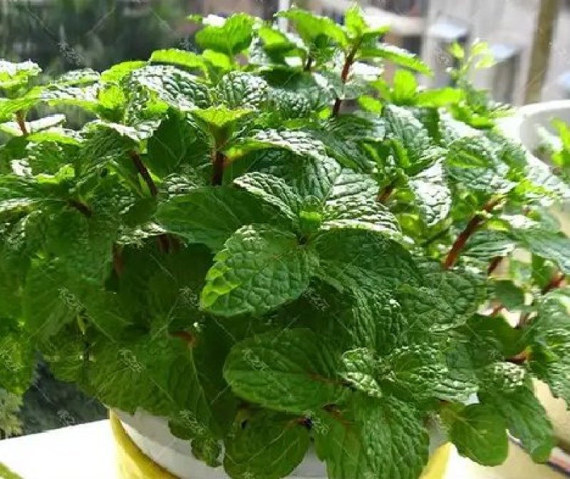 薄荷种子易活清凉驱蚊四季家种留兰香柠檬猫向日葵花种子太阳