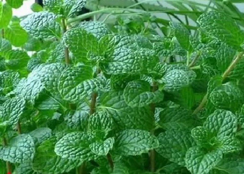 薄荷种子易活清凉驱蚊四季家种留兰香柠檬猫向日葵花种子太阳