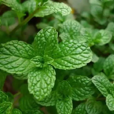 薄荷种子易活清凉驱蚊四季家种留兰香柠檬猫向日葵花种子太阳