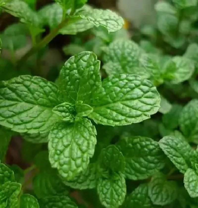 薄荷种子易活清凉驱蚊四季家种留兰香柠檬猫向日葵花种子太阳