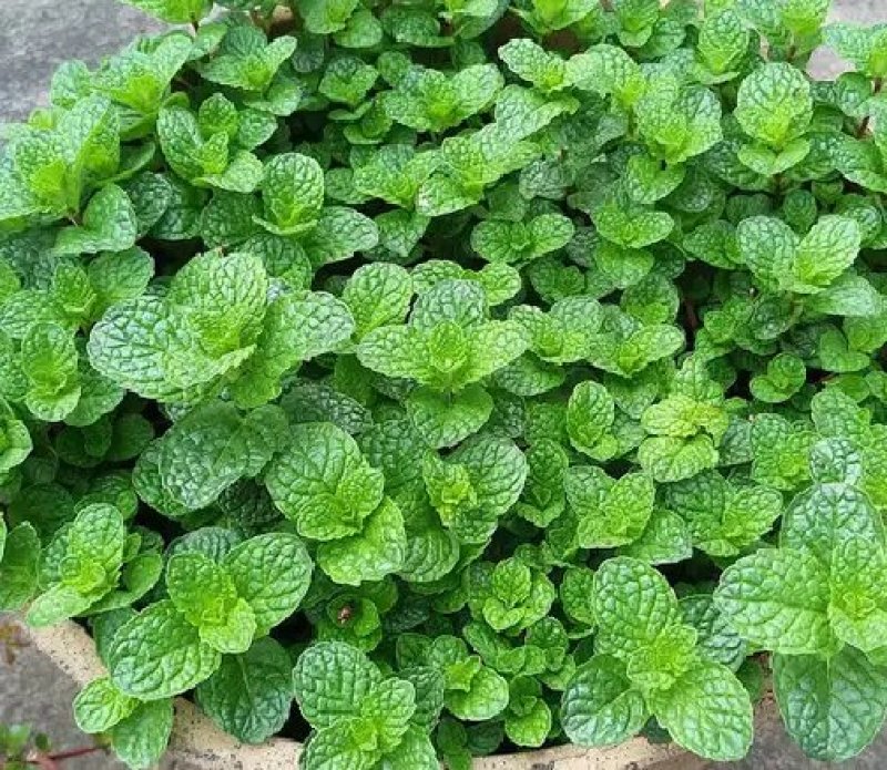 薄荷种子易活清凉驱蚊四季家种留兰香柠檬猫向日葵花种子太阳
