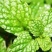 薄荷种子易活清凉驱蚊四季家种留兰香柠檬猫向日葵花种子太阳