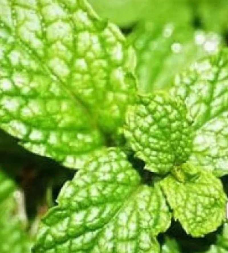 薄荷种子易活清凉驱蚊四季家种留兰香柠檬猫向日葵花种子太阳