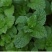 薄荷种子易活清凉驱蚊四季家种留兰香柠檬猫向日葵花种子太阳