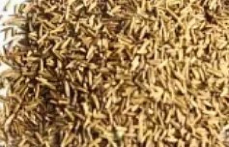 薄荷种子易活清凉驱蚊四季家种留兰香柠檬猫向日葵花种子太阳