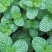 薄荷种子易活清凉驱蚊四季家种留兰香柠檬猫向日葵花种子太阳