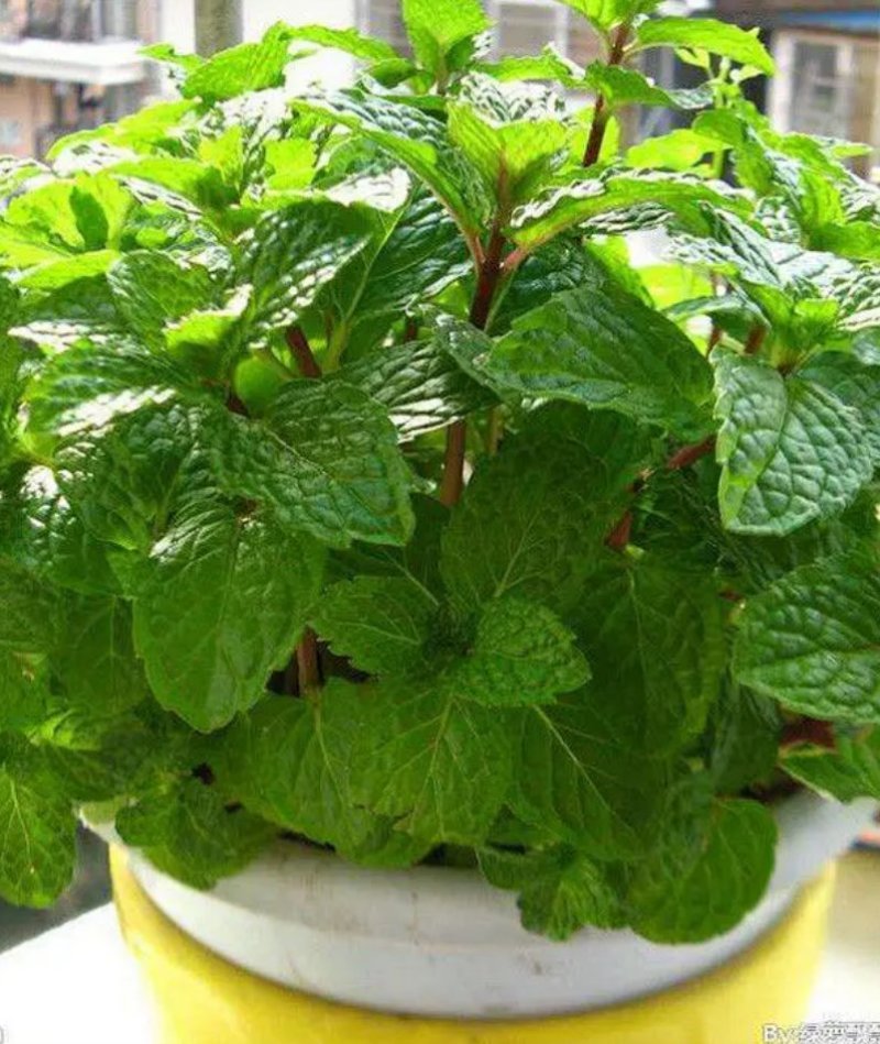 薄荷种子易活清凉驱蚊四季家种留兰香柠檬猫向日葵花种子太阳