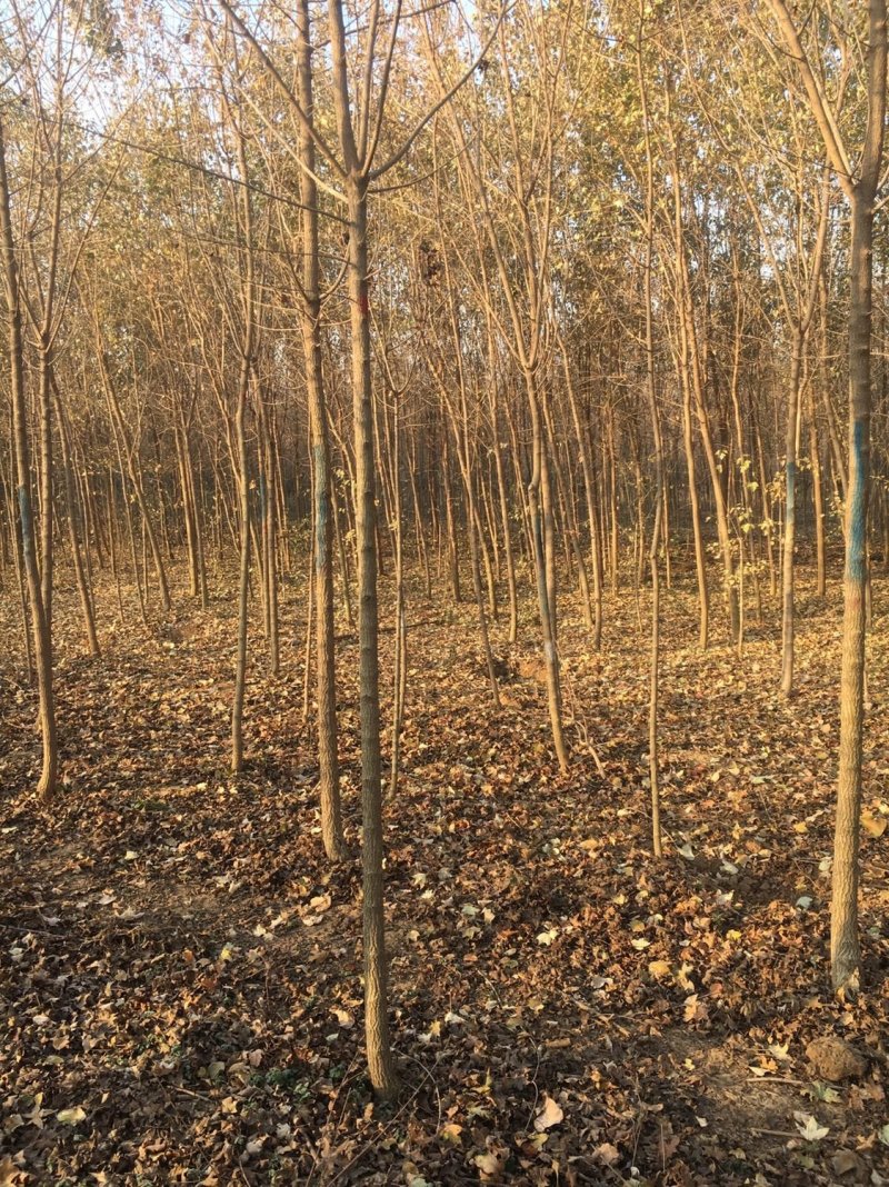 杜仲树