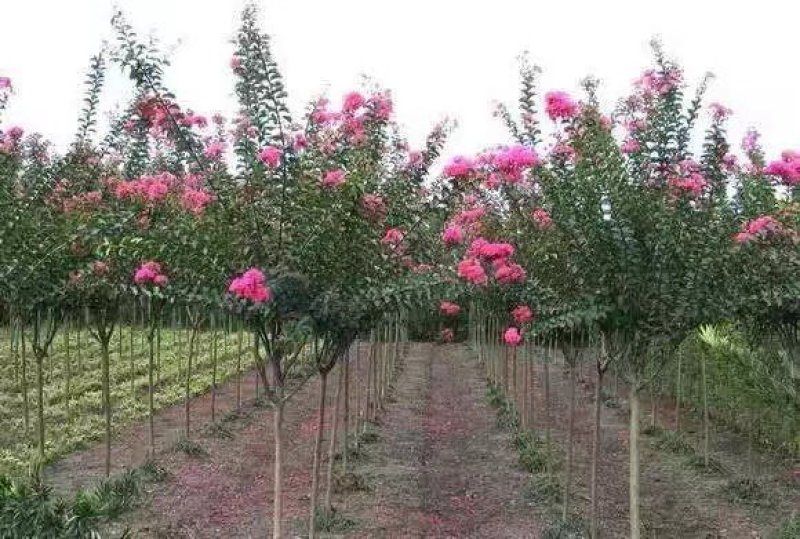 紫薇大红花紫薇粉红色的白色的大红色又名百日红绿化行道树