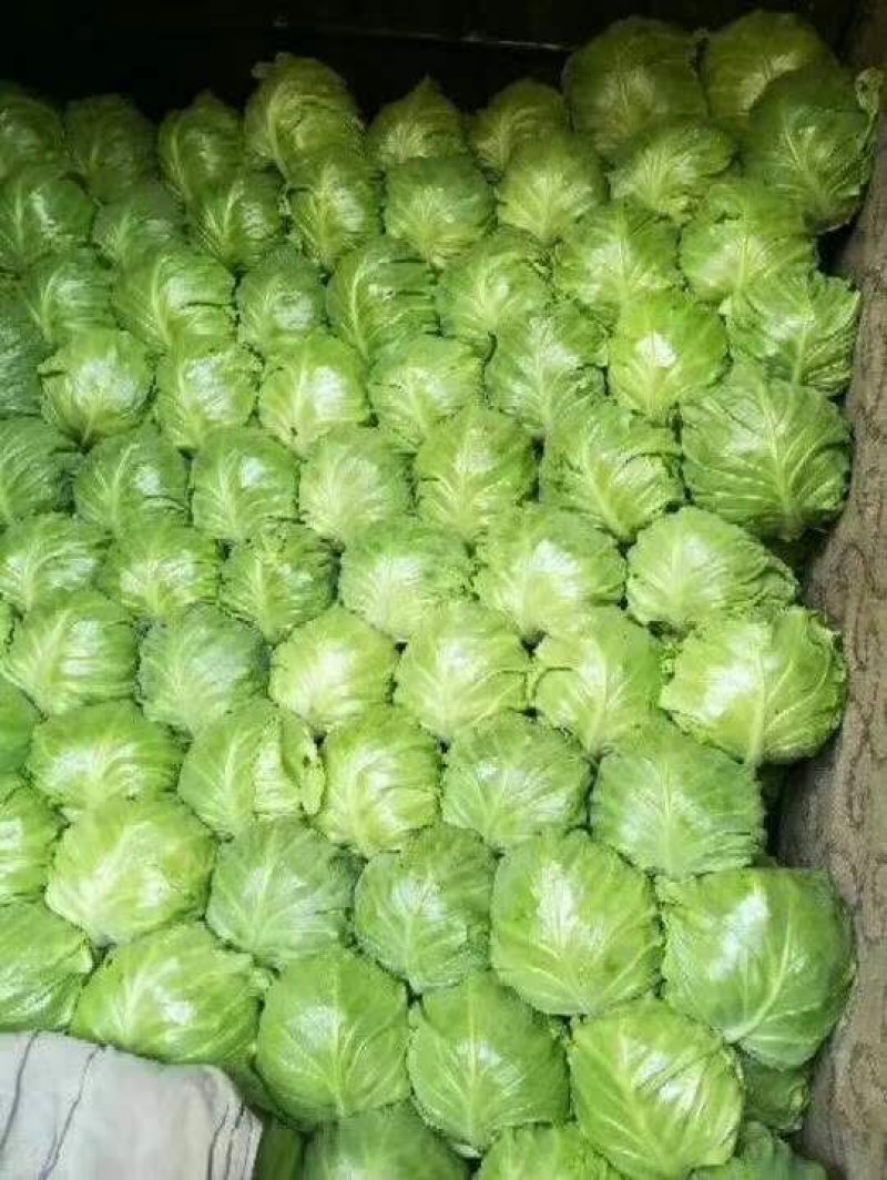 精品甘蓝，中甘21，旺旺甘蓝，包菜，铁头菜，，