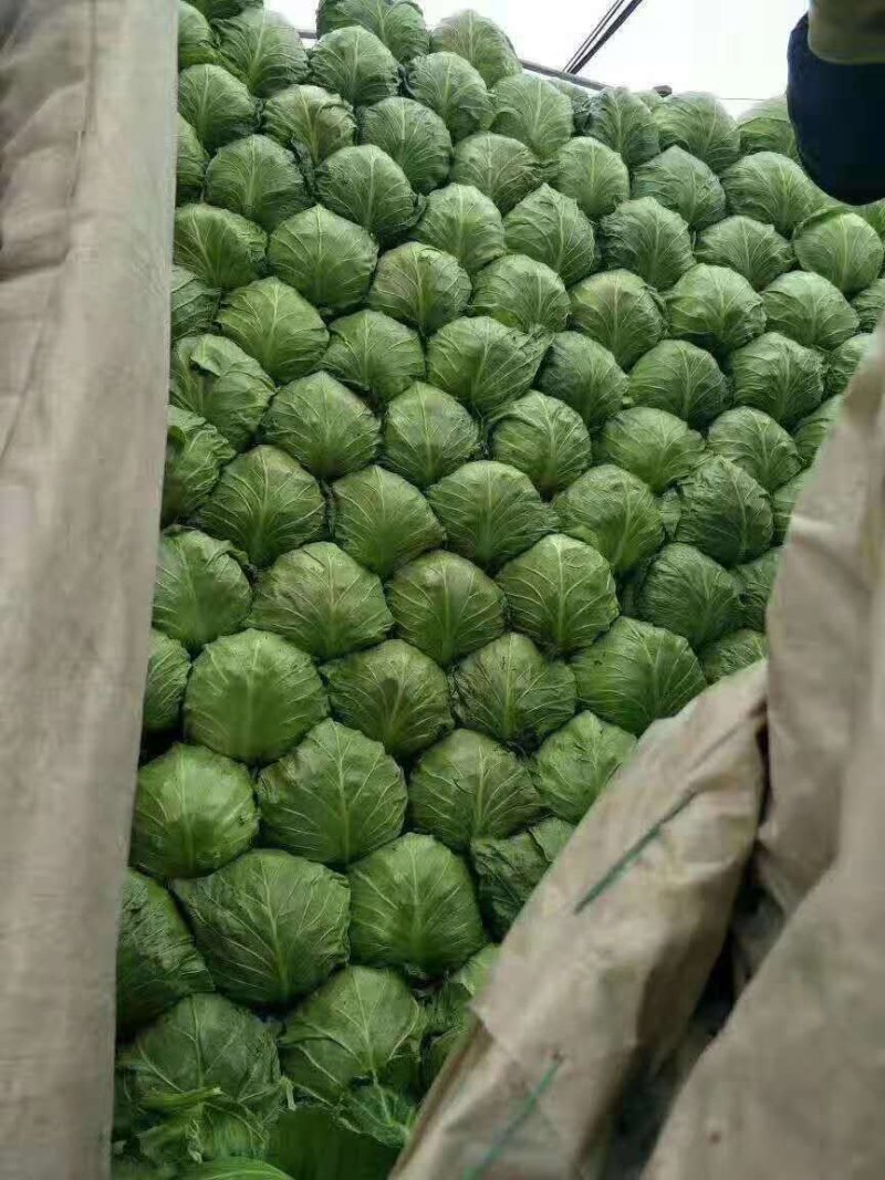 精品甘蓝，中甘21，旺旺甘蓝，包菜，铁头菜，，