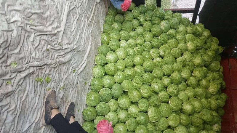 精品甘蓝，中甘21，旺旺甘蓝，包菜，铁头菜，，