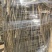 玉露香金果梨新梨七号苗0.6cm50~80cm