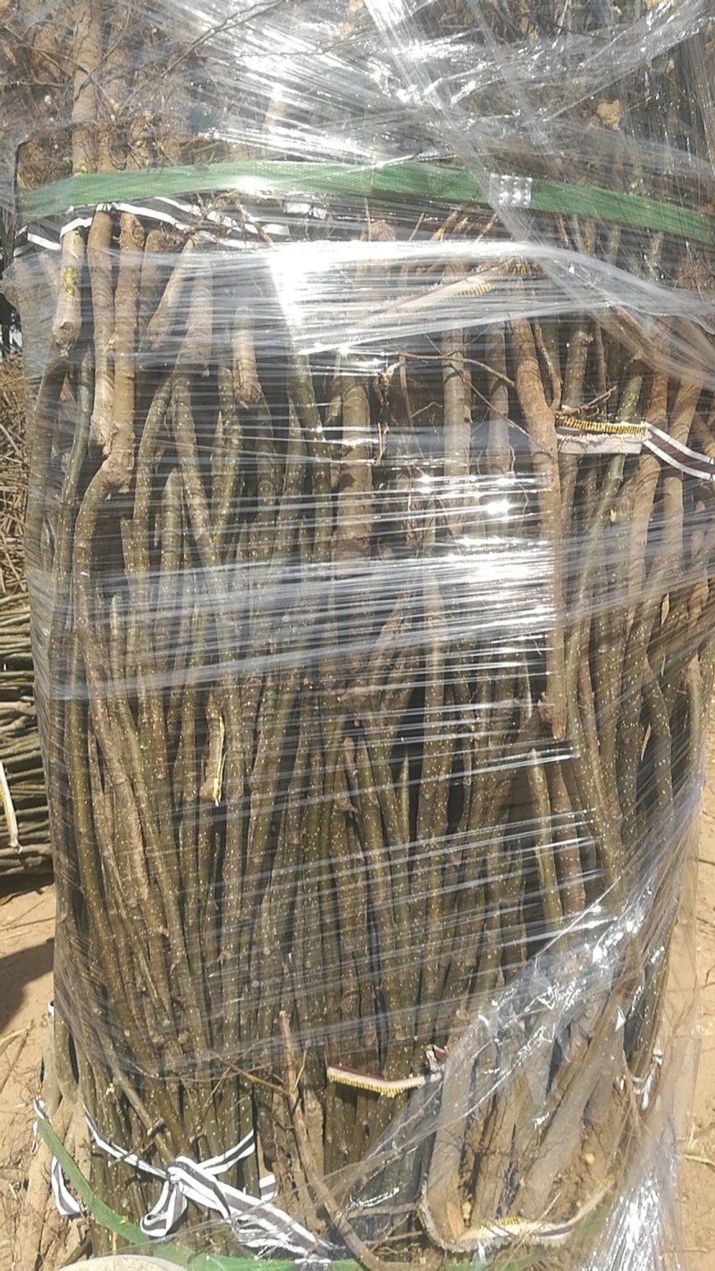 玉露香金果梨新梨七号苗0.6cm50~80cm