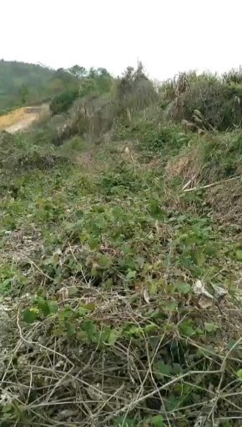 天下弟一鲜，文蛤生产基地