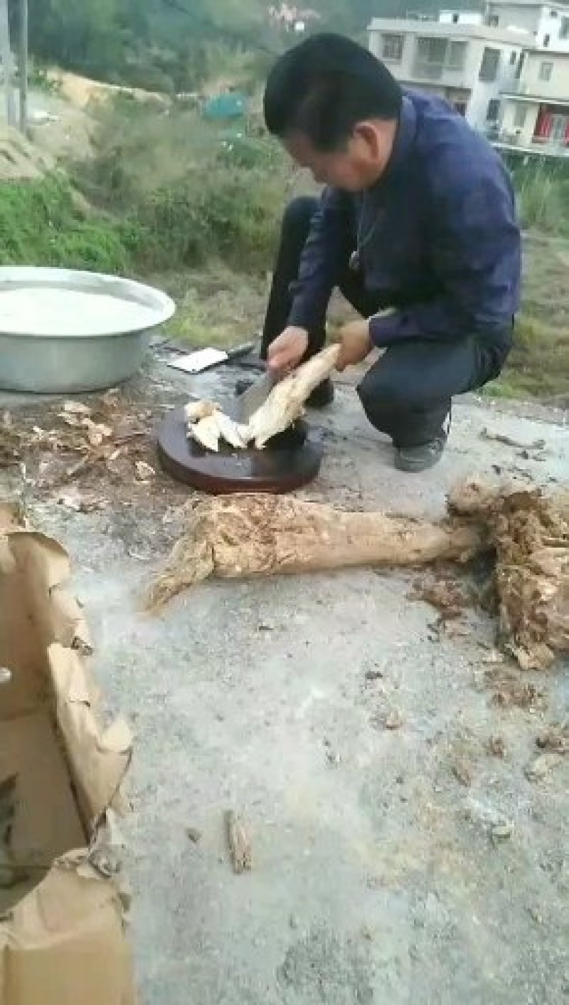 天下弟一鲜，文蛤生产基地