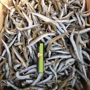 银针鱼，又名面条鱼，微微咸。一箱净重8.5斤左右