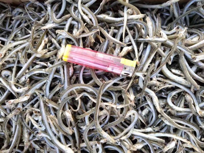 银针鱼，又名面条鱼，微微咸。一箱净重8.5斤左右
