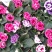 香水百合，亚百花期长香味芬芳规格齐全价格合理发货及时