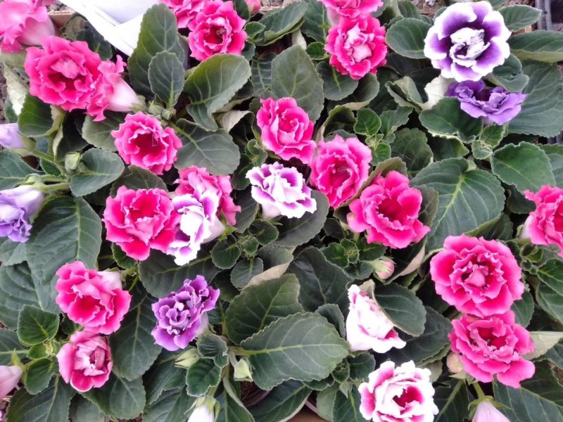 香水百合，亚百花期长香味芬芳规格齐全价格合理发货及时
