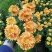 香水百合，亚百花期长香味芬芳规格齐全价格合理发货及时